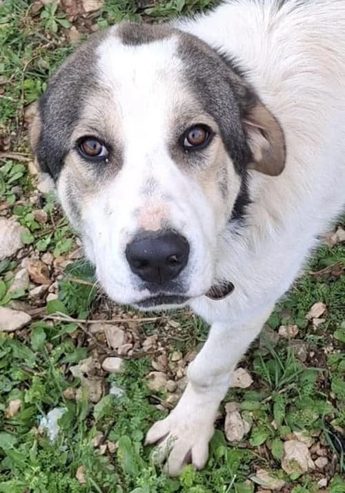 Pipi, male young Mixed Breed for adoption at Tierhilfe Korfu e.V., Ratingen