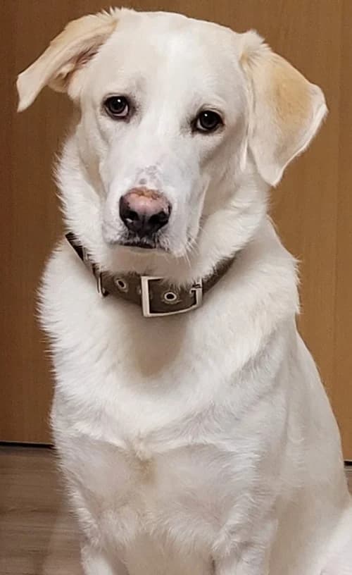 White, female young Mixed Breed for adoption at Tierhilfe Korfu e.V., Ratingen