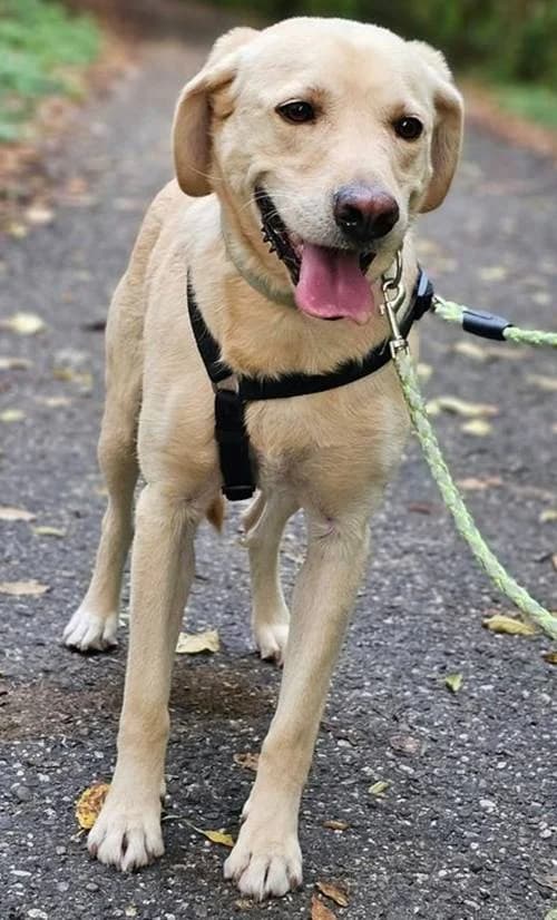 Simba, male 3yo Mixed Breed for adoption at Tierhilfe Korfu e.V., Ratingen