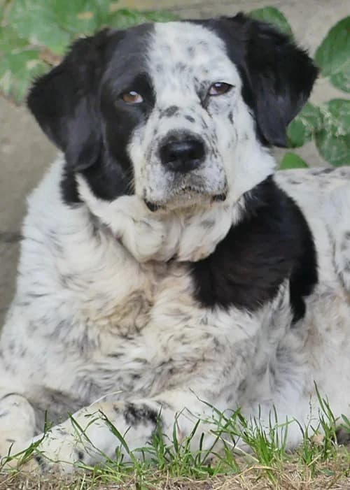 Mabel, female senior Mixed Breed for adoption at Tierhilfe Korfu e.V., Ratingen