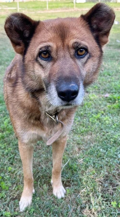 Mischa, female senior Mixed Breed for adoption at Tierhilfe Korfu e.V., Ratingen