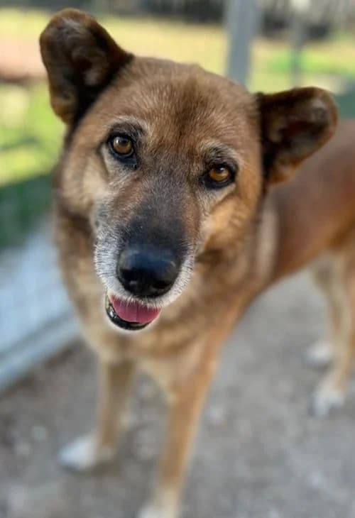 Mischa, female senior Mixed Breed for adoption at Tierhilfe Korfu e.V., Ratingen
