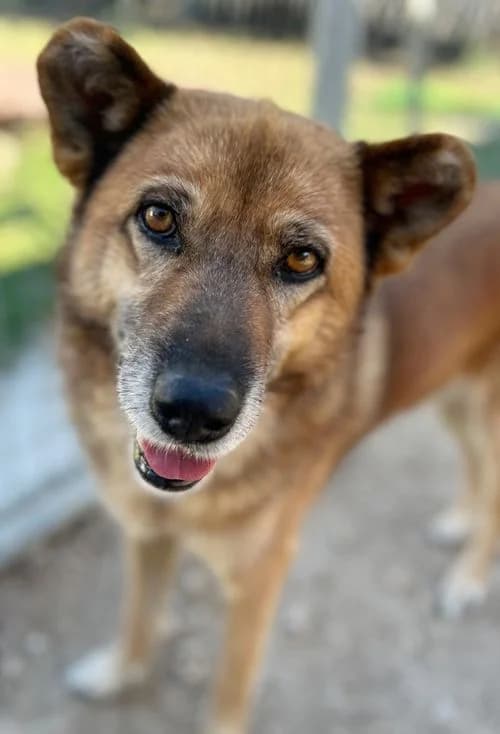 Mischa, female senior Mixed Breed for adoption at Tierhilfe Korfu e.V., Ratingen
