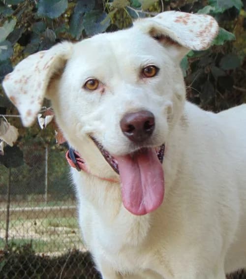 Ivy, female 4yo Mixed Breed for adoption at Tierhilfe Korfu e.V., Ratingen