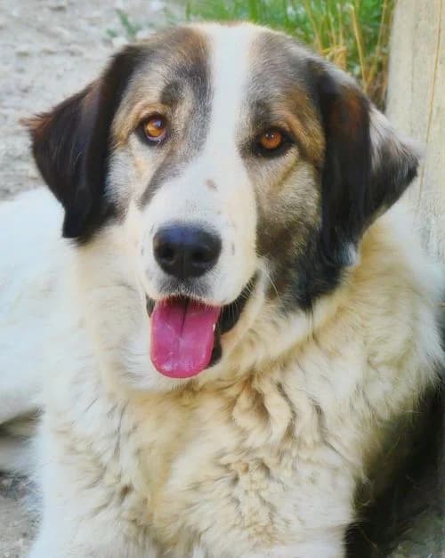 Zoe, female 3yo Mixed Breed for adoption at Tierhilfe Korfu e.V., Ratingen