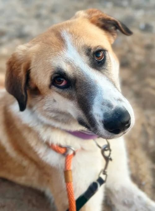 Suki, female young Mixed Breed for adoption at Tierhilfe Korfu e.V., Ratingen