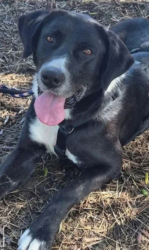 Louisa, female 3yo Mixed Breed for adoption at Tierhilfe Korfu e.V., Ratingen
