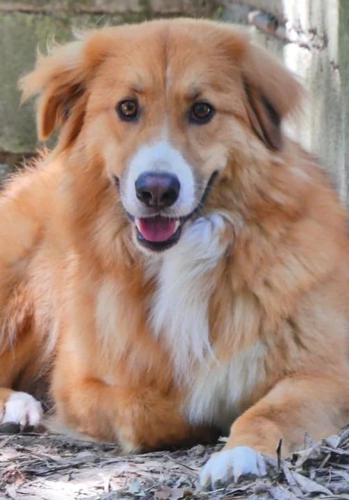 Snickers, male 3yo Mixed Breed for adoption at Tierhilfe Korfu e.V., Ratingen