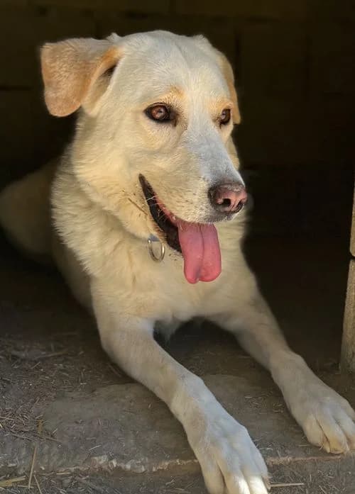 Dora, female 4yo Mixed Breed for adoption at Tierhilfe Korfu e.V., Ratingen