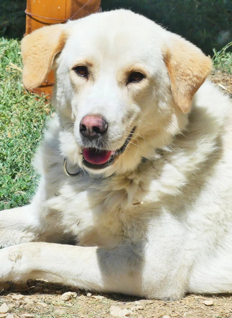 Dora, female 4yo Mixed Breed for adoption at Tierhilfe Korfu e.V., Ratingen