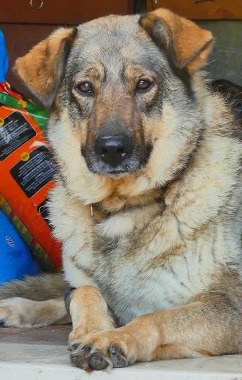 Malia, female 3yo Mixed Breed for adoption at Tierhilfe Korfu e.V., Ratingen