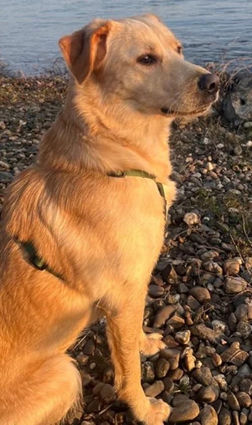 Senta, female young Mixed Breed for adoption at Tierhilfe Korfu e.V., Ratingen