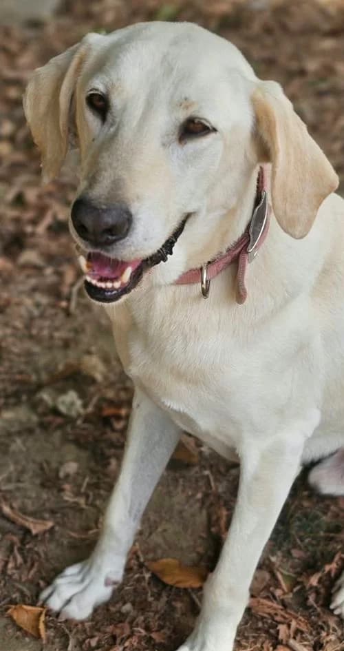 Nils, male 4yo Mixed Breed for adoption at Tierhilfe Korfu e.V., Ratingen
