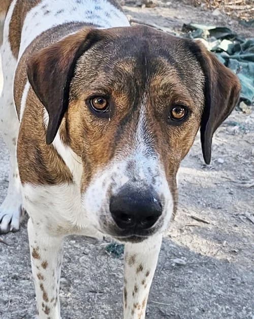 Bruno, male young Mixed Breed for adoption at Tierhilfe Korfu e.V., Ratingen