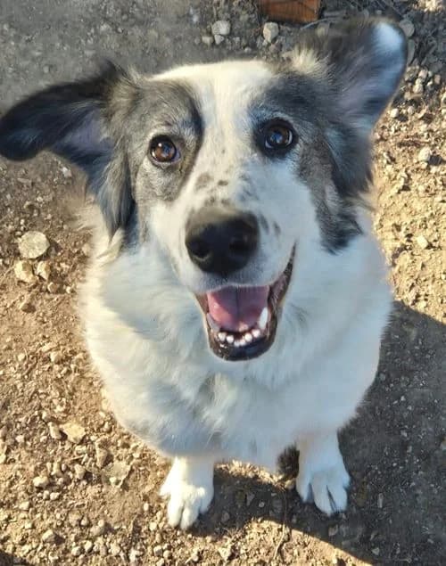 Bianca, female 4yo Mixed Breed for adoption at Tierhilfe Korfu e.V., Ratingen