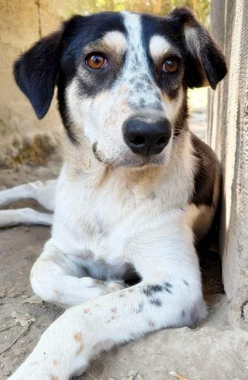 Peggy, female young Mixed Breed for adoption at Tierhilfe Korfu e.V., Ratingen