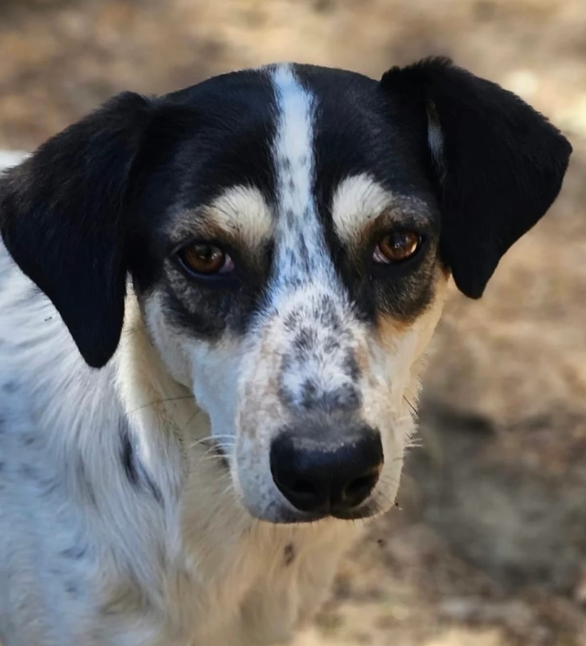 Peggy, female young Mixed Breed for adoption at Tierhilfe Korfu e.V., Ratingen