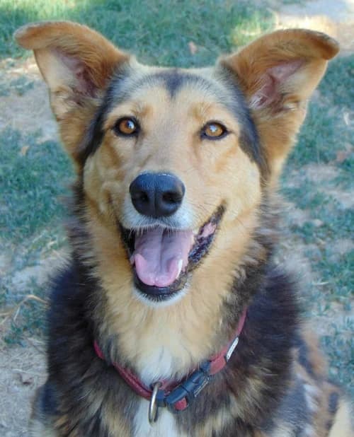 Grace, female 3yo Mixed Breed for adoption at Tierhilfe Korfu e.V., Ratingen