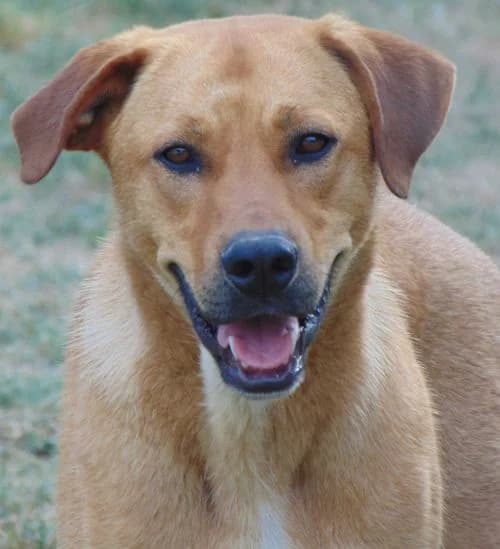Balu, male young Mixed Breed for adoption at Tierhilfe Korfu e.V., Ratingen