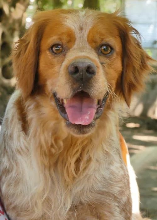 Red, male young Mixed Breed for adoption at Tierhilfe Korfu e.V., Ratingen