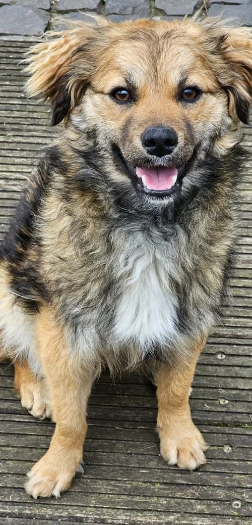 Maggie, female young Mixed Breed for adoption at Tierhilfe Korfu e.V., Ratingen
