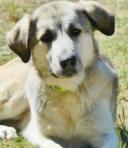 Blaire, female 3yo Mixed Breed for adoption at Tierhilfe Korfu e.V., Ratingen