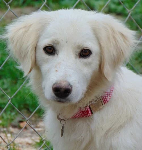 Angie, female young Mixed Breed for adoption at Tierhilfe Korfu e.V., Ratingen