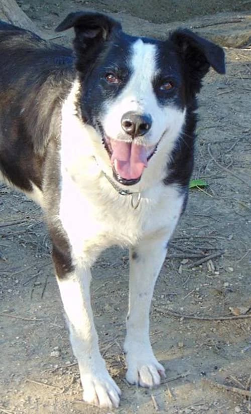 Paddy, male 5yo Mixed Breed for adoption at Tierhilfe Korfu e.V., Ratingen