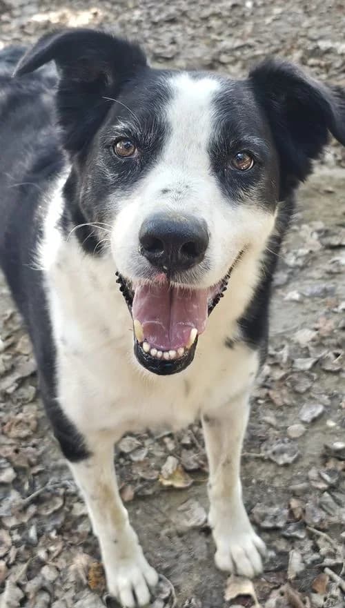 Paddy, male 5yo Mixed Breed for adoption at Tierhilfe Korfu e.V., Ratingen