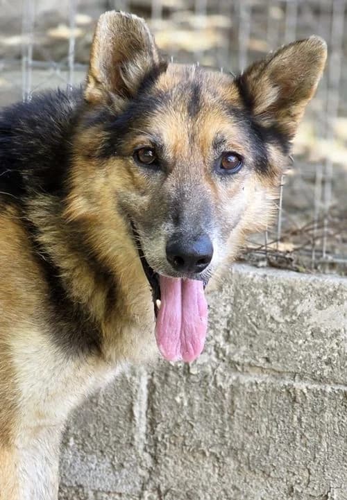Maxim, male senior Mixed Breed for adoption at Tierhilfe Korfu e.V., Ratingen