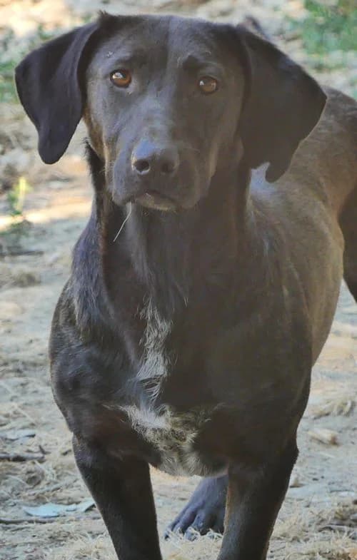 Peanut, male young Mixed Breed for adoption at Tierhilfe Korfu e.V., Ratingen