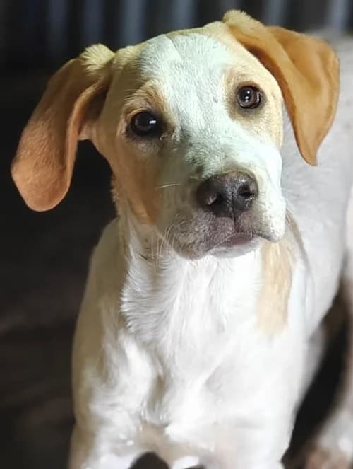 Rex, male puppy Mixed Breed for adoption at Tierhilfe Korfu e.V., Ratingen