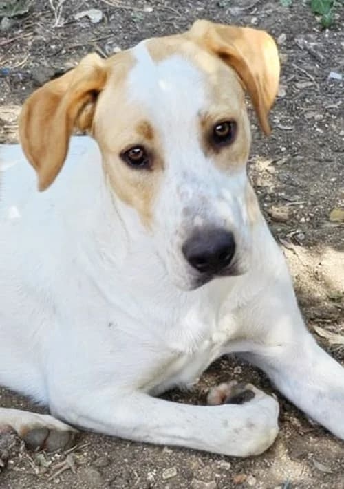 Rex, male young Mixed Breed for adoption at Tierhilfe Korfu e.V., Ratingen
