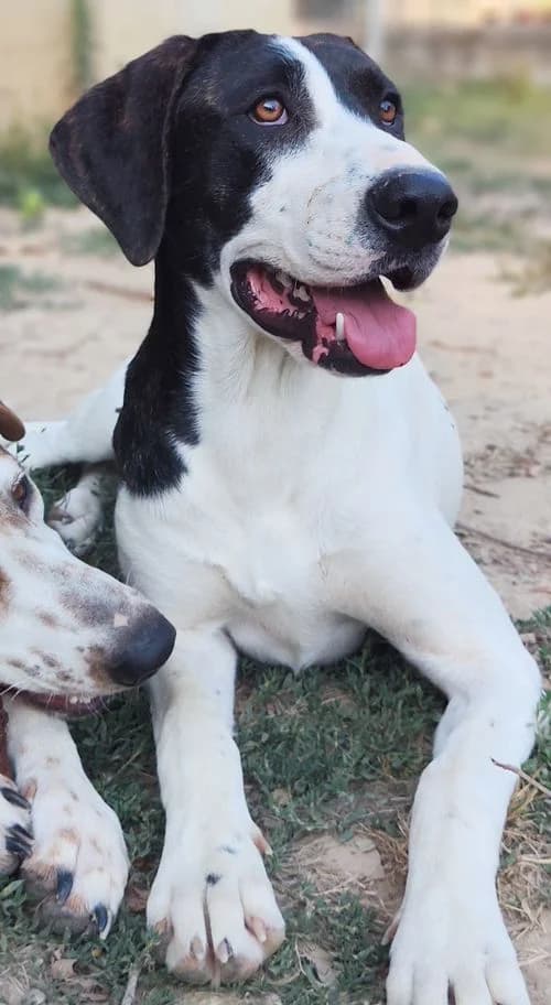 Nora, female young Mixed Breed for adoption at Tierhilfe Korfu e.V., Ratingen