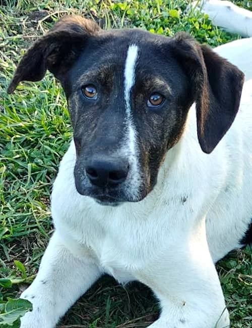 Frixos, male puppy Mixed Breed for adoption at Tierhilfe Korfu e.V., Ratingen