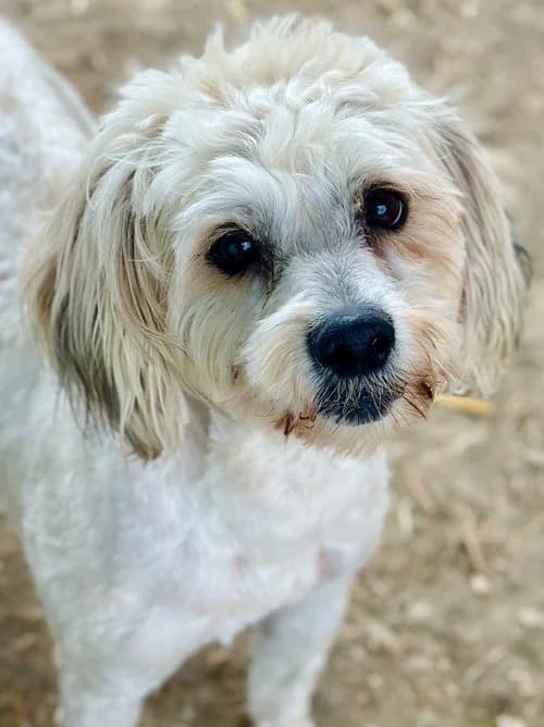 Muffin, male young Mixed Breed for adoption at Tierhilfe Korfu e.V., Ratingen