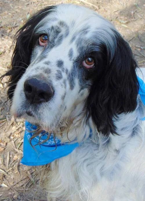 Pluto, male 5yo Mixed Breed for adoption at Tierhilfe Korfu e.V., Ratingen