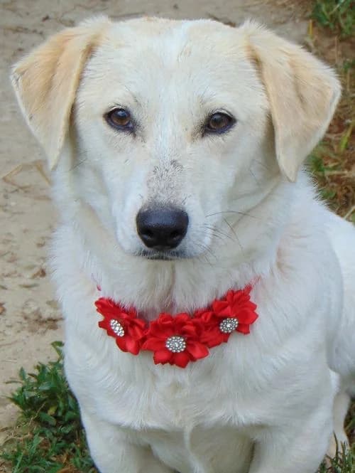 Valia, female young Mixed Breed for adoption at Tierhilfe Korfu e.V., Ratingen