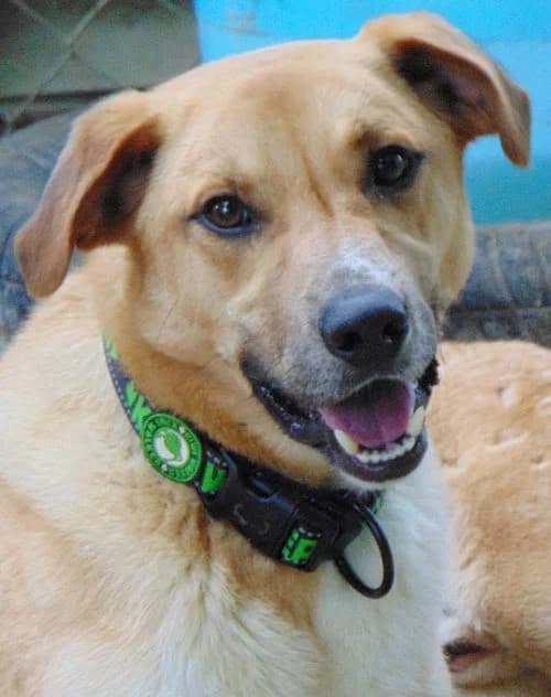 Boomer, male young Mixed Breed for adoption at Tierhilfe Korfu e.V., Ratingen