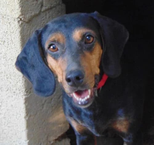 Leonora, female young Mixed Breed for adoption at Tierhilfe Korfu e.V., Ratingen