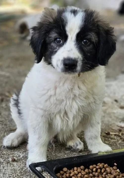 Dante, male puppy Mixed Breed for adoption at Tierhilfe Korfu e.V., Ratingen