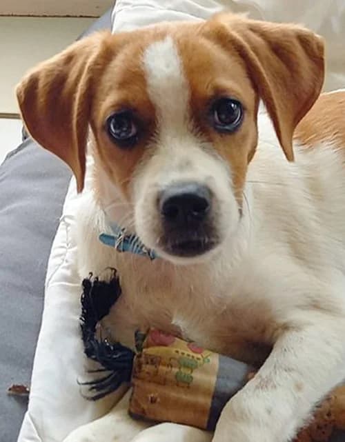 Trudi, female puppy Mixed Breed for adoption at Tierhilfe Korfu e.V., Ratingen