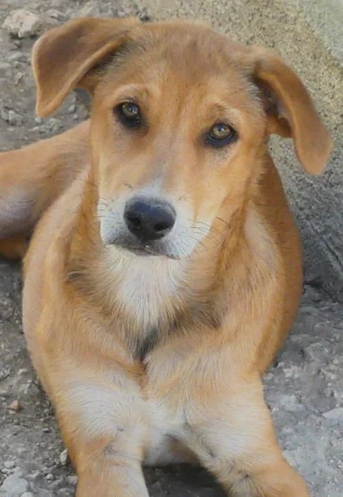 Smutje, male puppy Mixed Breed for adoption at Tierhilfe Korfu e.V., Ratingen