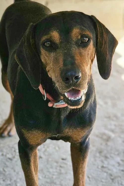 Harvey, male 6yo Mixed Breed for adoption at Tierhilfe Korfu e.V., Ratingen