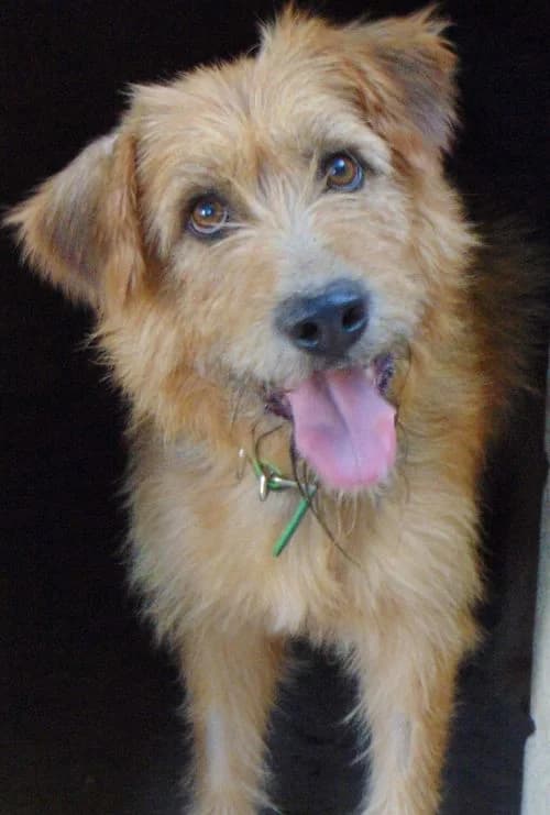Fiete, male 3yo Mixed Breed for adoption at Tierhilfe Korfu e.V., Ratingen