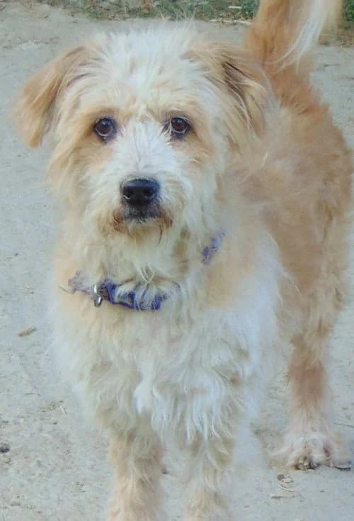 Timmy, male senior Mixed Breed for adoption at Tierhilfe Korfu e.V., Ratingen