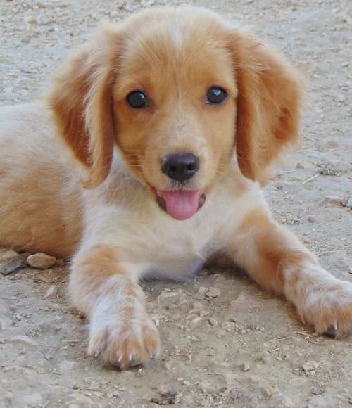 Manni, male puppy Mixed Breed for adoption at Tierhilfe Korfu e.V., Ratingen