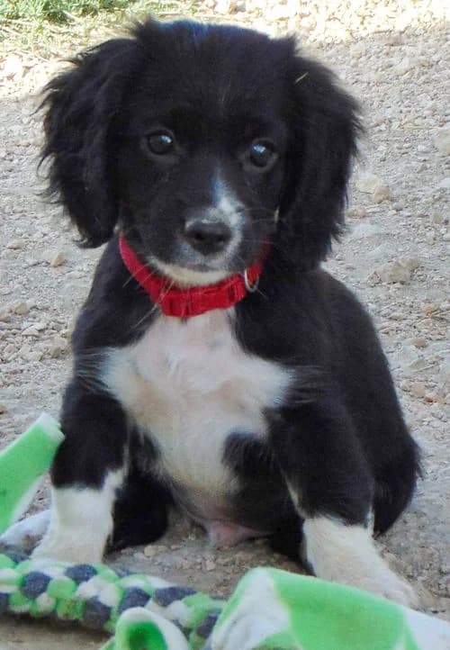 Elmo, male puppy Mixed Breed for adoption at Tierhilfe Korfu e.V., Ratingen