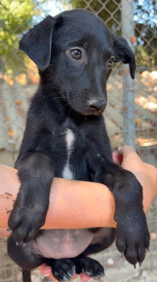 Emma, female puppy Mixed Breed for adoption at Tierhilfe Korfu e.V., Ratingen