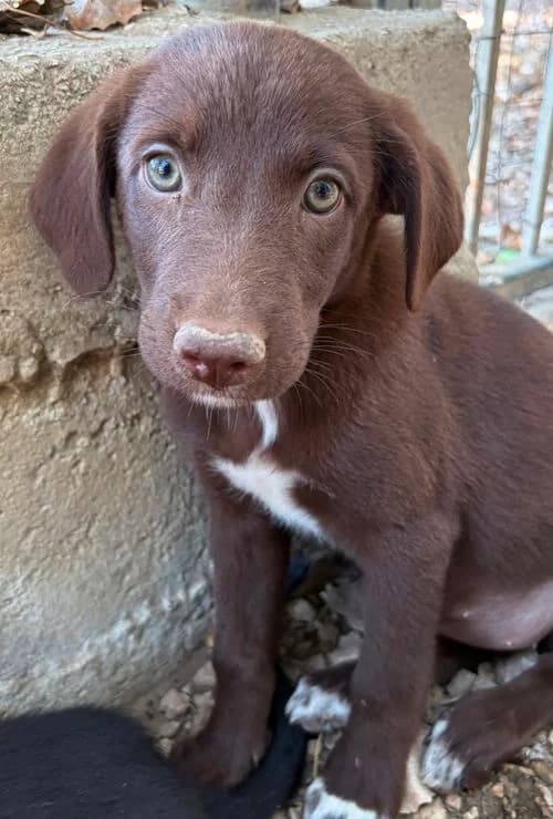 Gretchen, female puppy Mixed Breed for adoption at Tierhilfe Korfu e.V., Ratingen